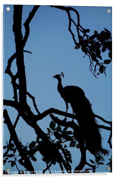 Silhouette of Indian Peacock in Tree, Ranthambore, Acrylic by Serena Bowles