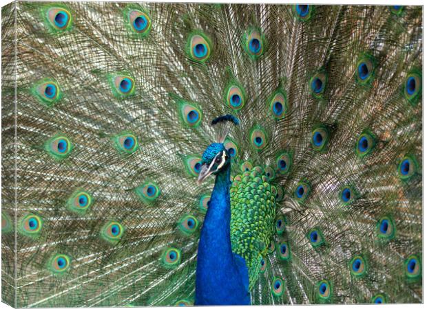 Beautiful peacock displaying his plumage. Canvas Print by Tommy Dickson