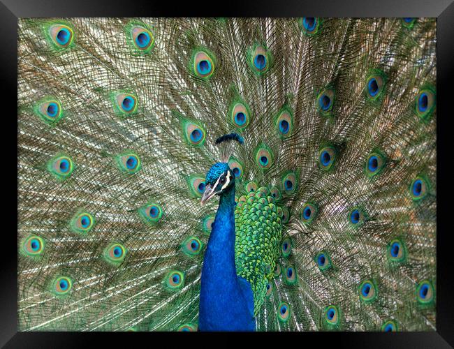 Beautiful peacock displaying his plumage. Framed Print by Tommy Dickson
