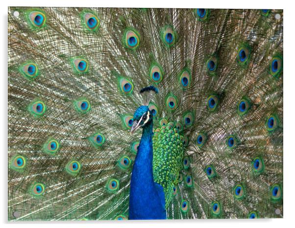 Beautiful peacock displaying his plumage. Acrylic by Tommy Dickson