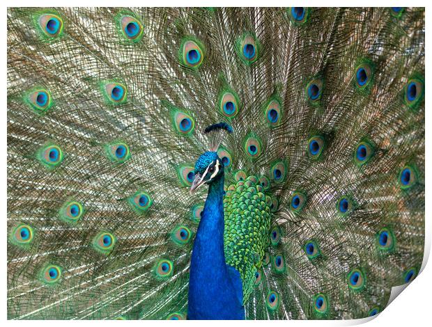 Beautiful peacock displaying his plumage. Print by Tommy Dickson
