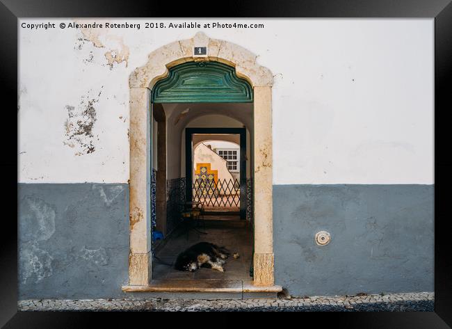 Lazy dog at rustic doorway in Faro, Portugal Framed Print by Alexandre Rotenberg