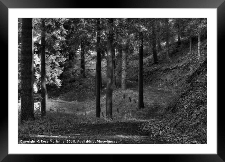 A Woodland Walk Framed Mounted Print by Ross McNeillie