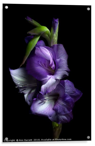 Gladiolus Glory Acrylic by Ann Garrett