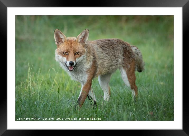 Red Fox Framed Mounted Print by Alan Tunnicliffe