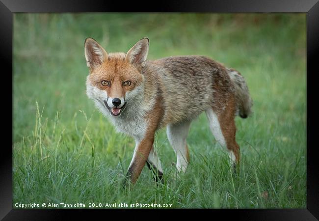 Red Fox Framed Print by Alan Tunnicliffe