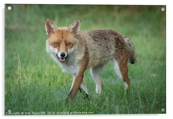 Red Fox Acrylic by Alan Tunnicliffe