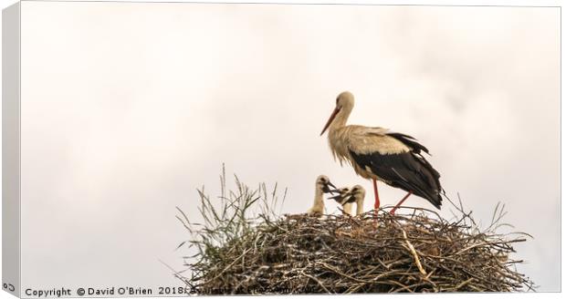 White Stork with Chicks Canvas Print by David O'Brien