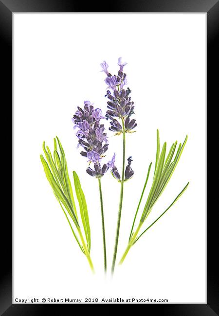 Lavender 2 Framed Print by Robert Murray