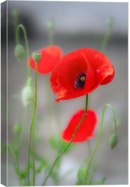 Red Poppies  Canvas Print by Leighton Collins
