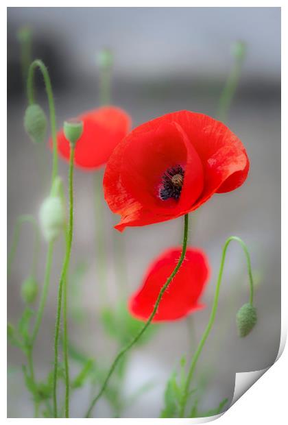 Red Poppies  Print by Leighton Collins
