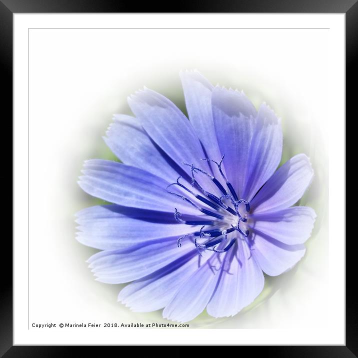 purple blue chicory Framed Mounted Print by Marinela Feier