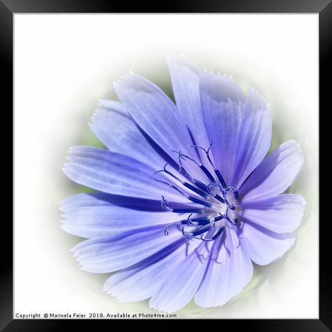 purple blue chicory Framed Print by Marinela Feier