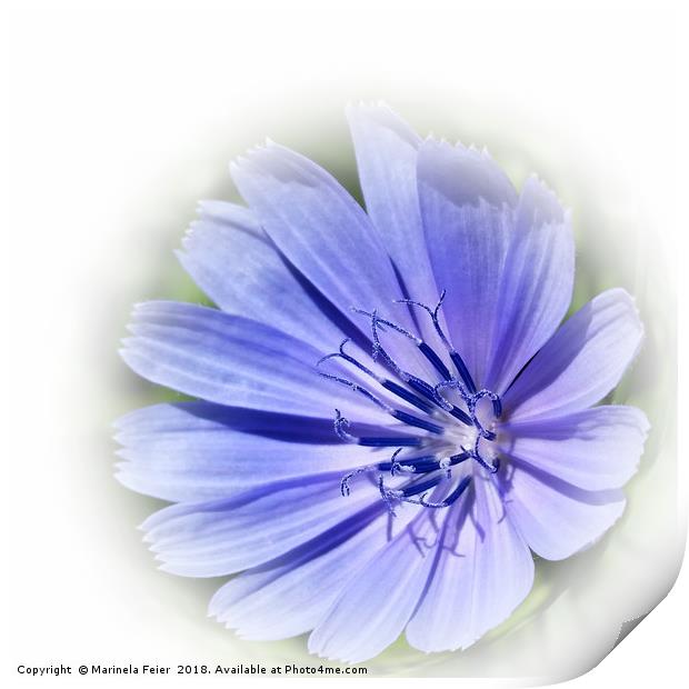 purple blue chicory Print by Marinela Feier