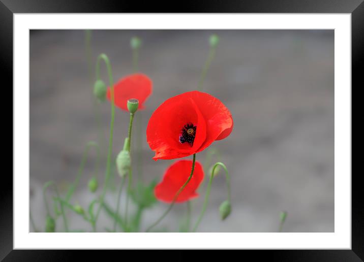 Red Poppy Framed Mounted Print by Leighton Collins