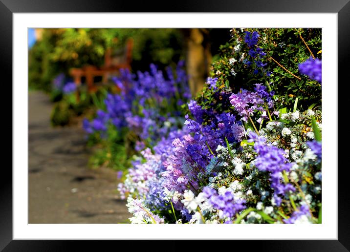Three Shades of Bluebells Framed Mounted Print by Sammy Pea