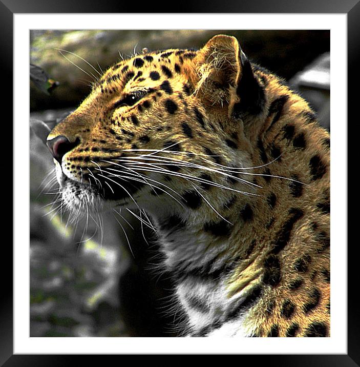 Amur Leopard Framed Mounted Print by Zoe Anderson