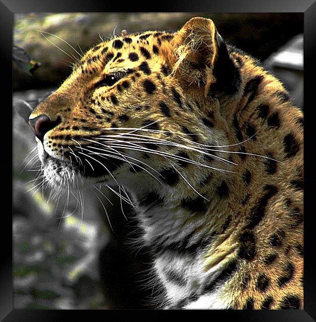 Amur Leopard Framed Print by Zoe Anderson