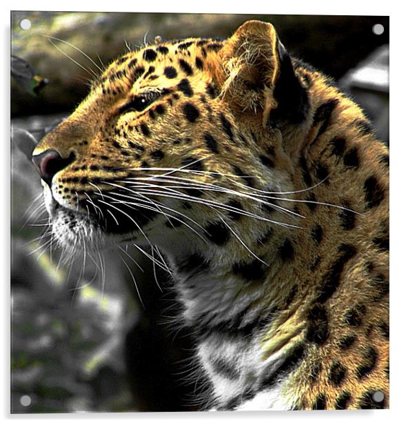Amur Leopard Acrylic by Zoe Anderson