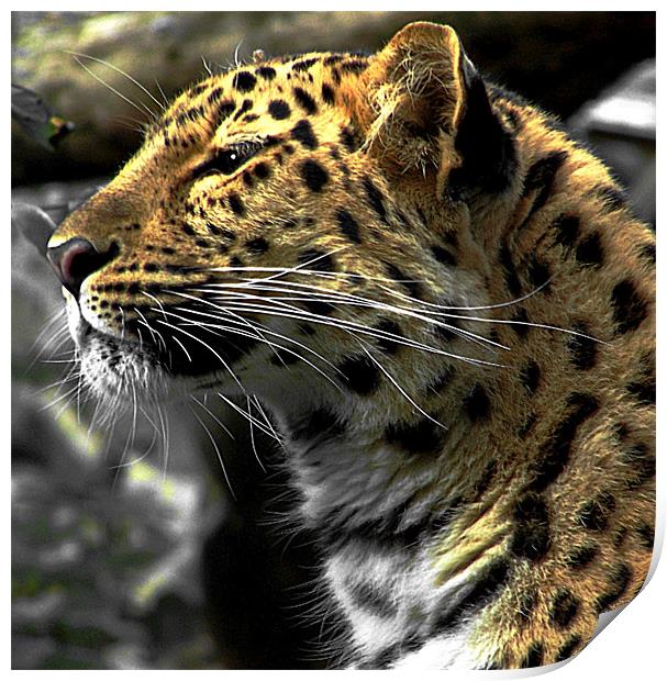 Amur Leopard Print by Zoe Anderson