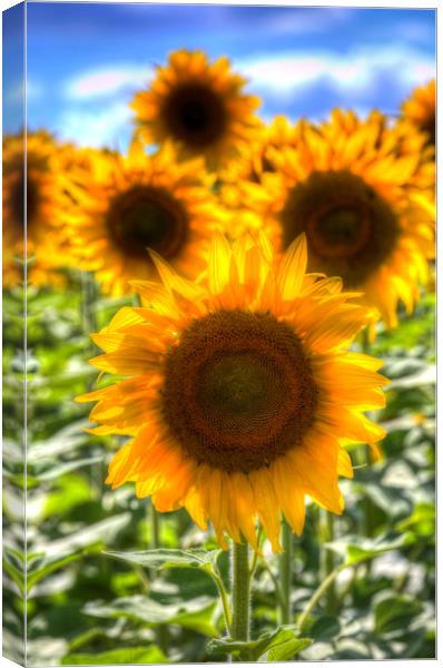 Sunflower Summer Days Canvas Print by David Pyatt