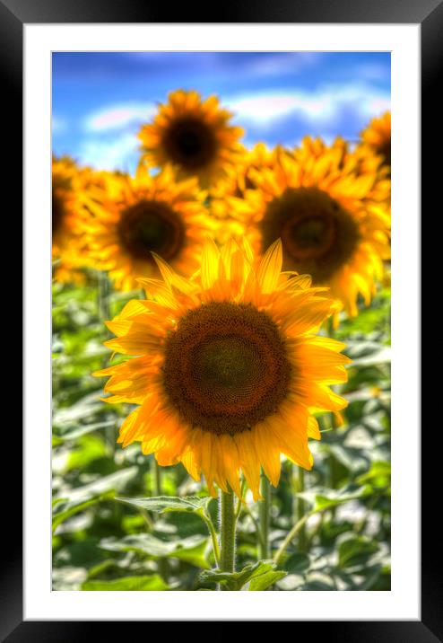 Sunflower Summer Days Framed Mounted Print by David Pyatt