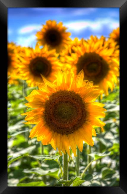 Sunflower Summer Days Framed Print by David Pyatt