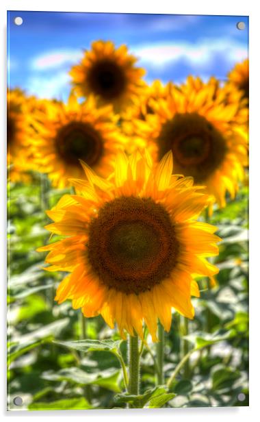 Sunflower Summer Days Acrylic by David Pyatt