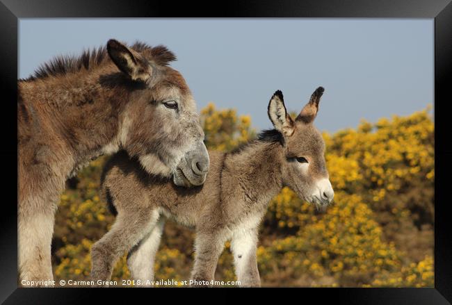 Mother donkey with her baby Framed Print by Carmen Green
