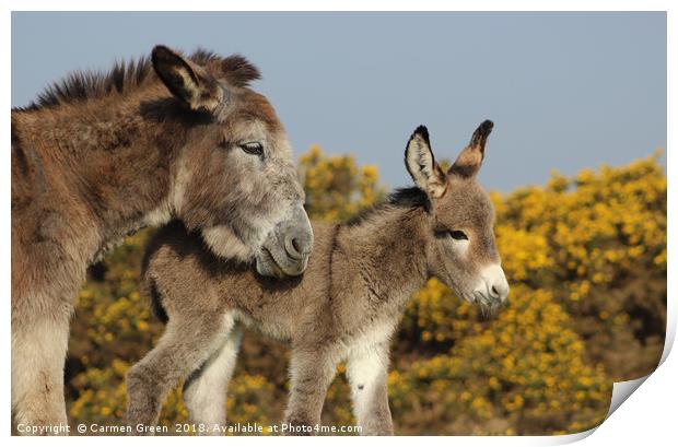 Mother donkey with her baby Print by Carmen Green