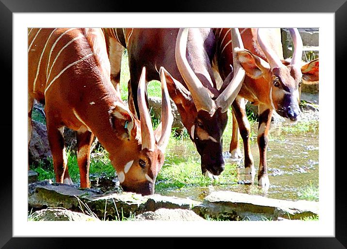 Eastern Bongo's Framed Mounted Print by Zoe Anderson