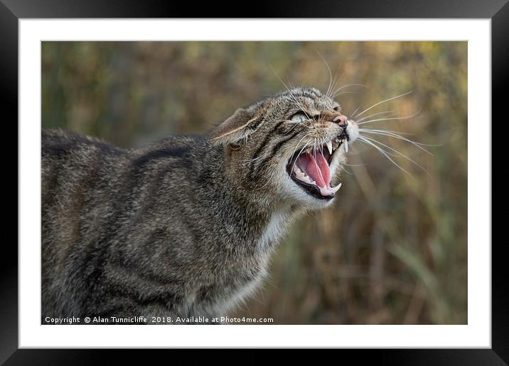 Scottish wild cat Framed Mounted Print by Alan Tunnicliffe