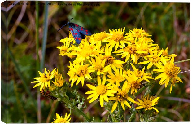 Insects on Common Ragwort Canvas Print by Jim Jones