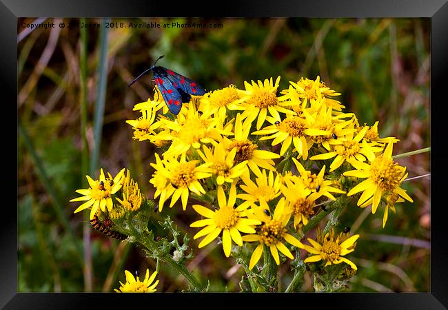 Insects on Common Ragwort Framed Print by Jim Jones