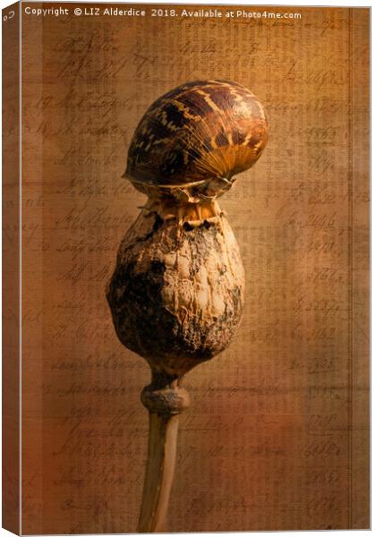 The Snail Canvas Print by LIZ Alderdice