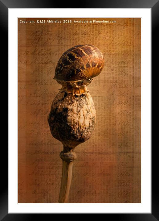 The Snail Framed Mounted Print by LIZ Alderdice