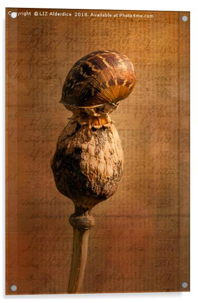 The Snail Acrylic by LIZ Alderdice