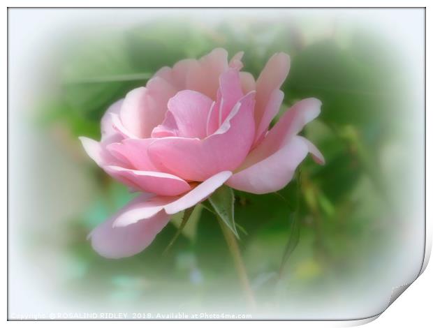 "Single Soft Pink Rose" Print by ROS RIDLEY