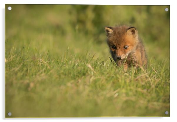 Fox Cub Acrylic by Ian Hufton