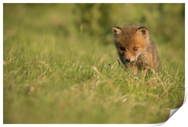 Fox Cub Print by Ian Hufton