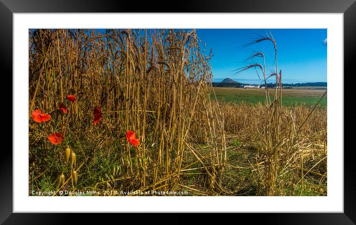 Berwick Law with Poppies Framed Mounted Print by Douglas Milne