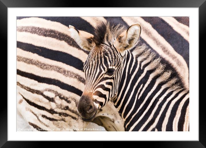 Mother & baby zebra Framed Mounted Print by Jason Wells