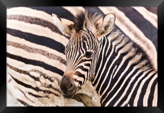 Mother & baby zebra Framed Print by Jason Wells