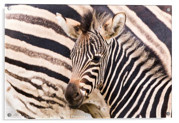 Mother & baby zebra Acrylic by Jason Wells