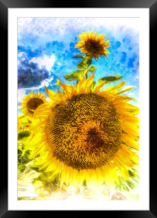 Summer Sunflowers Art Framed Mounted Print by David Pyatt