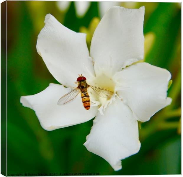 A hoverfly and an oleander flower Canvas Print by Penny Martin