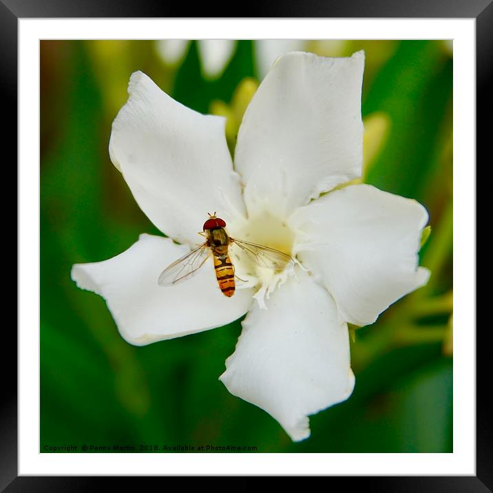 A hoverfly and an oleander flower Framed Mounted Print by Penny Martin