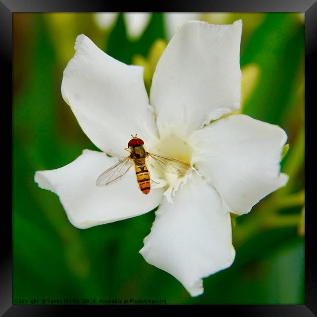 A hoverfly and an oleander flower Framed Print by Penny Martin