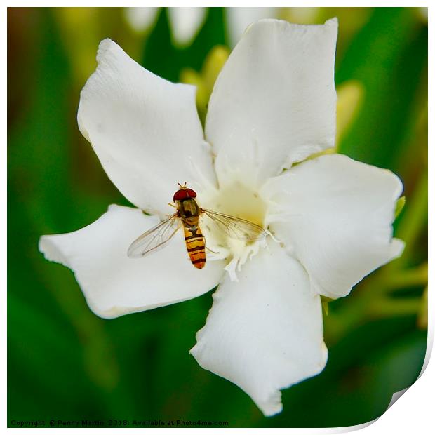 A hoverfly and an oleander flower Print by Penny Martin