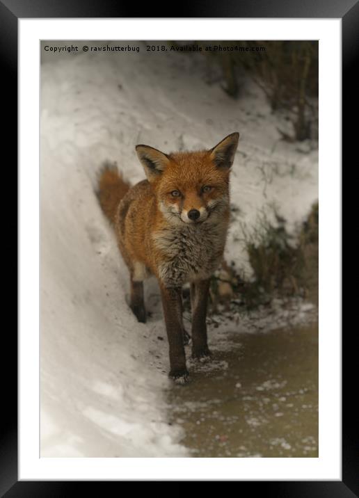 Wild Red Fox In The Winter Framed Mounted Print by rawshutterbug 
